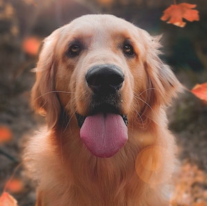 golden retriever